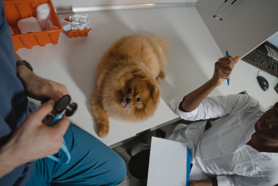 Adequan Canine Recalled: Glass Fibers Found in Injection Vials