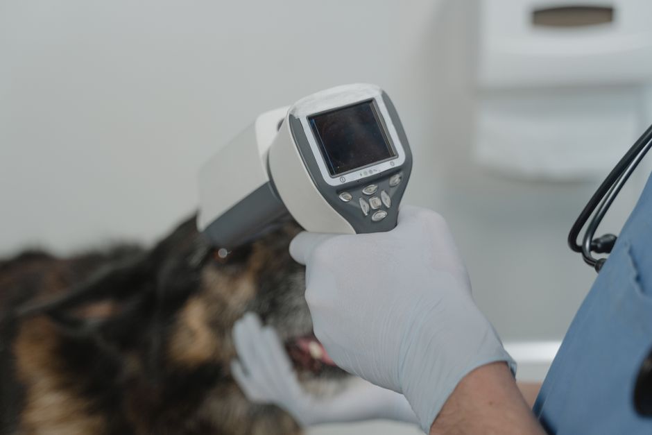 How To Find A Vet Your Pet Actually Trusts