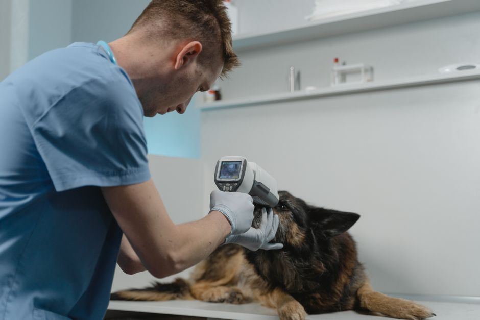 Dog Hypothyroidism: 95% Success Rate With Early Treatment