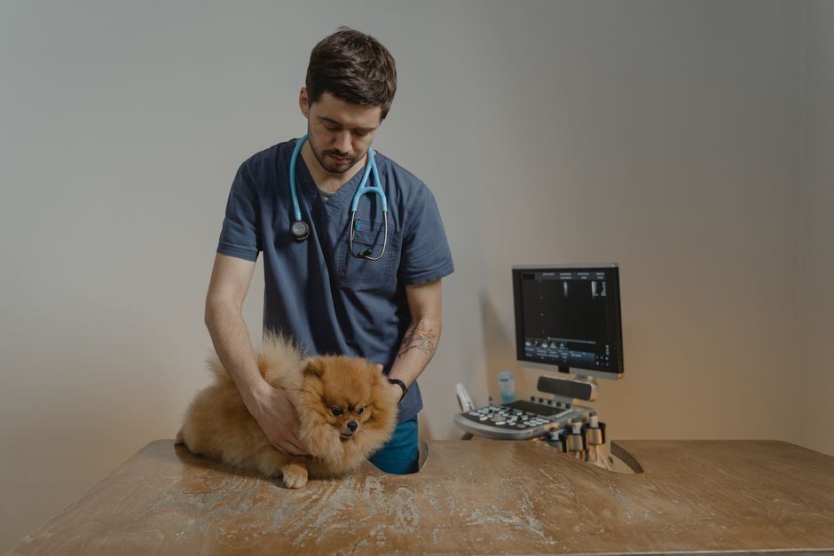 Affordable Vet Care: Budget-Friendly Clinic Options