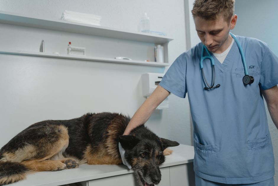 Why Is My Dog Throwing Up? 9 Causes and What to Do