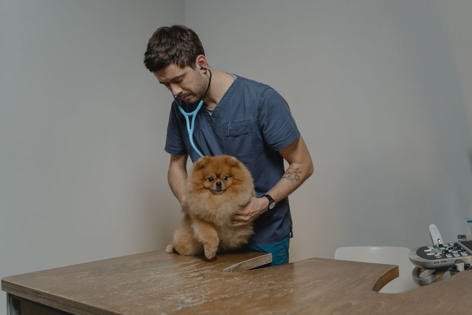 92% Survival Rate: Parvovirus in Dogs Signs and Treatment