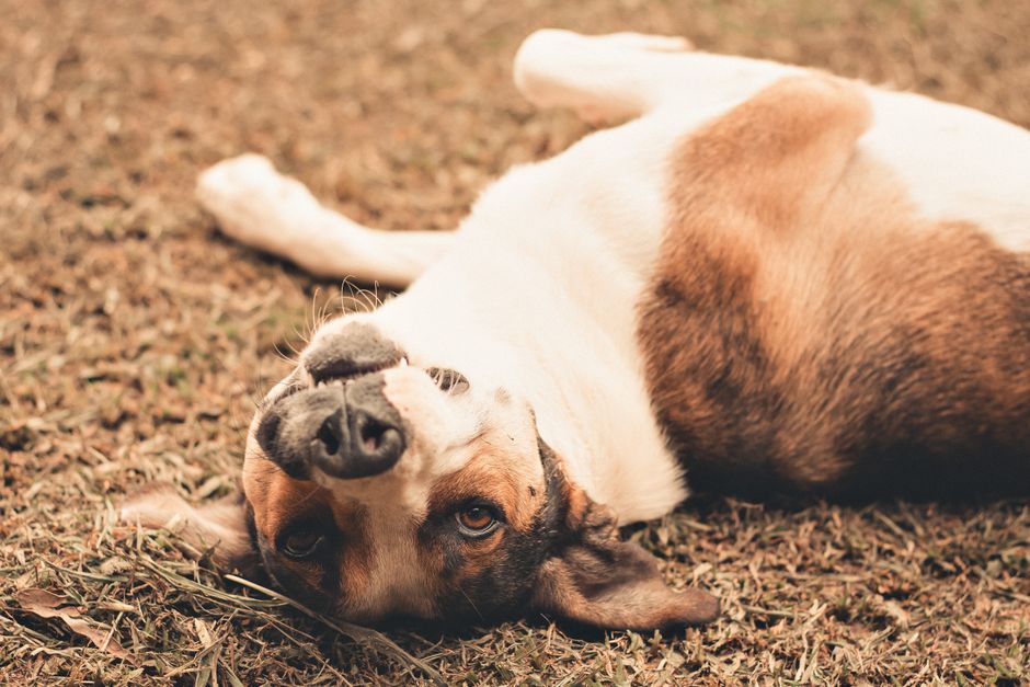 Dog Seizure First Aid: How to Keep Your Pet Safe