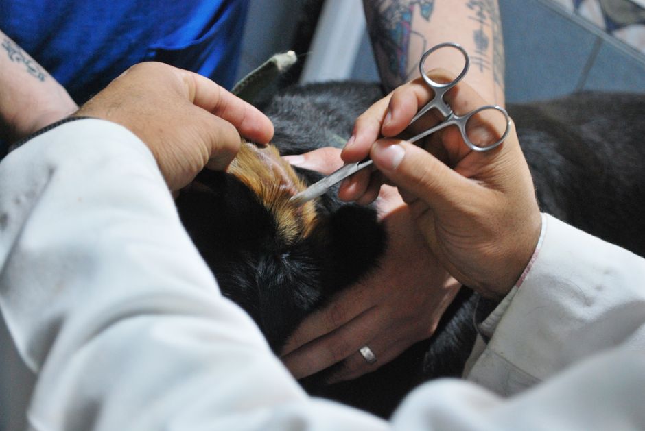 Is Your Dog Showing Early Signs Of Lyme Disease?