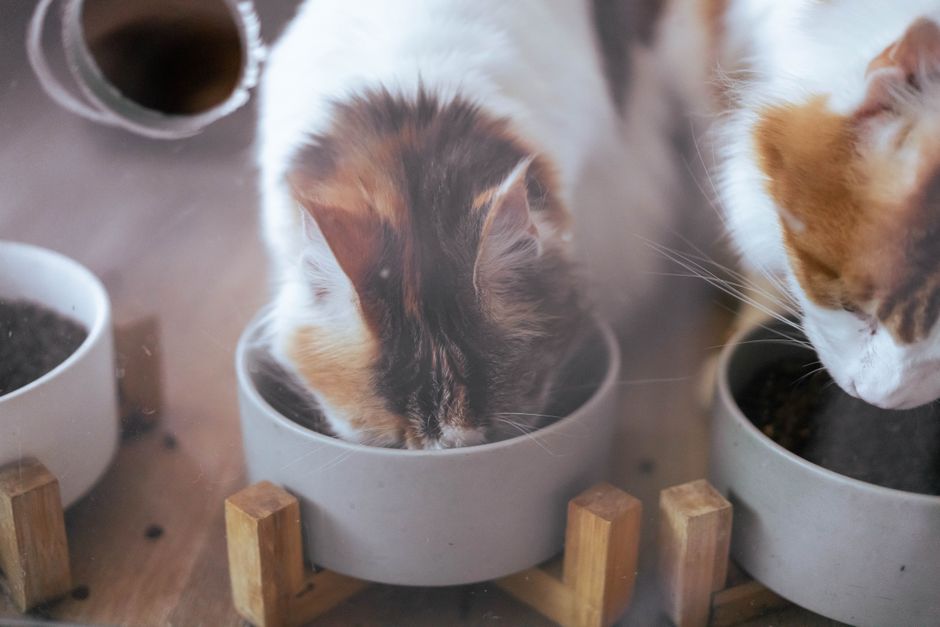 Thiamine Deficiency in Cats: What the Go Raw Recall Means for You