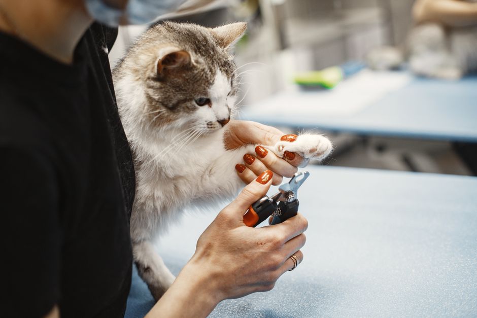 Why Your Dog Fears Nail Trimming, And How to Help