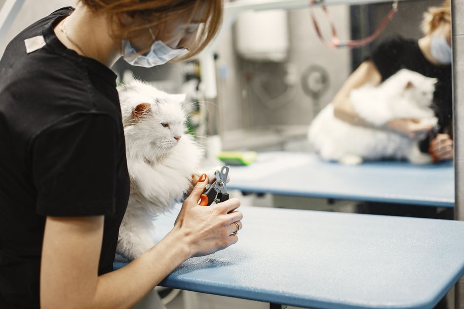 H5N1 in Cats: What Every Owner Must Know Right Now