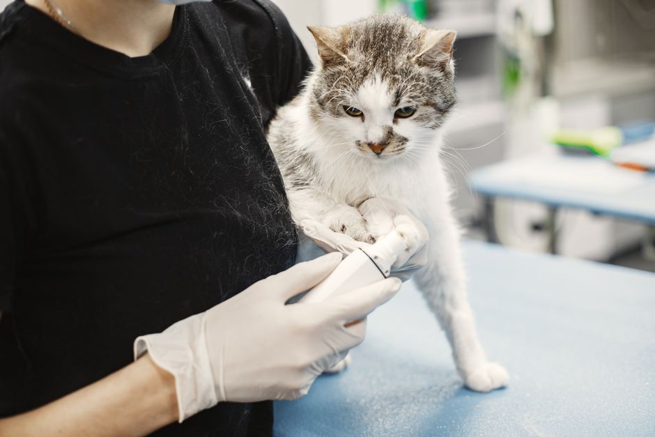 Fighting Feline Cancer: Treatment Options Explained