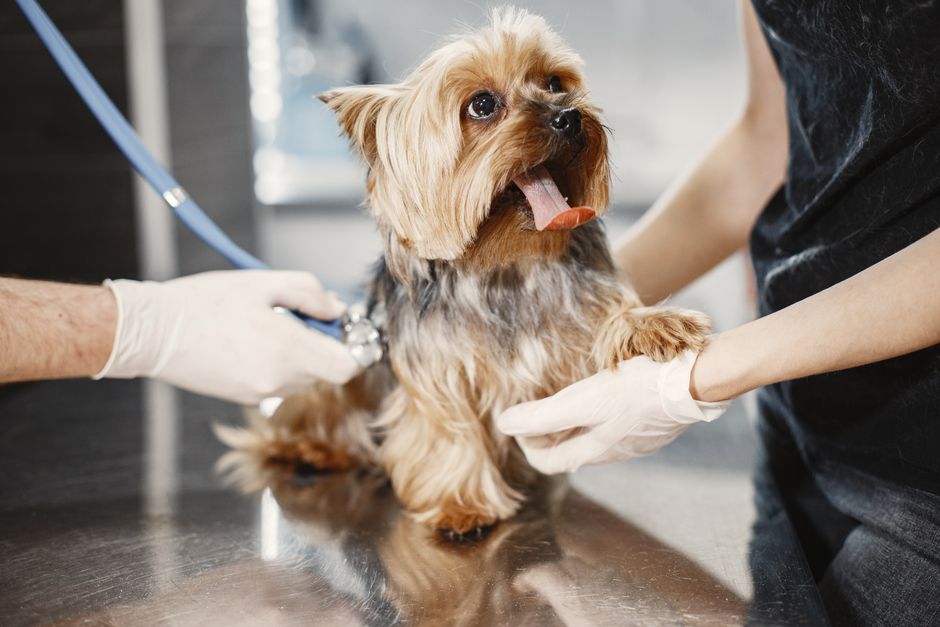 50% of Dogs Get Cancer: Signs to Watch For