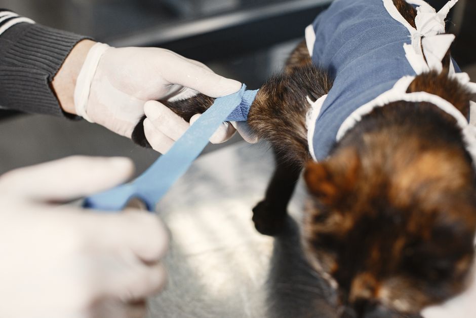 New AAHA Guidelines Just Changed How Vets Treat Cat Diabetes