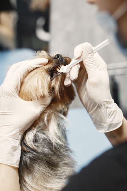 Stop Fighting Your Dog's Dental Care