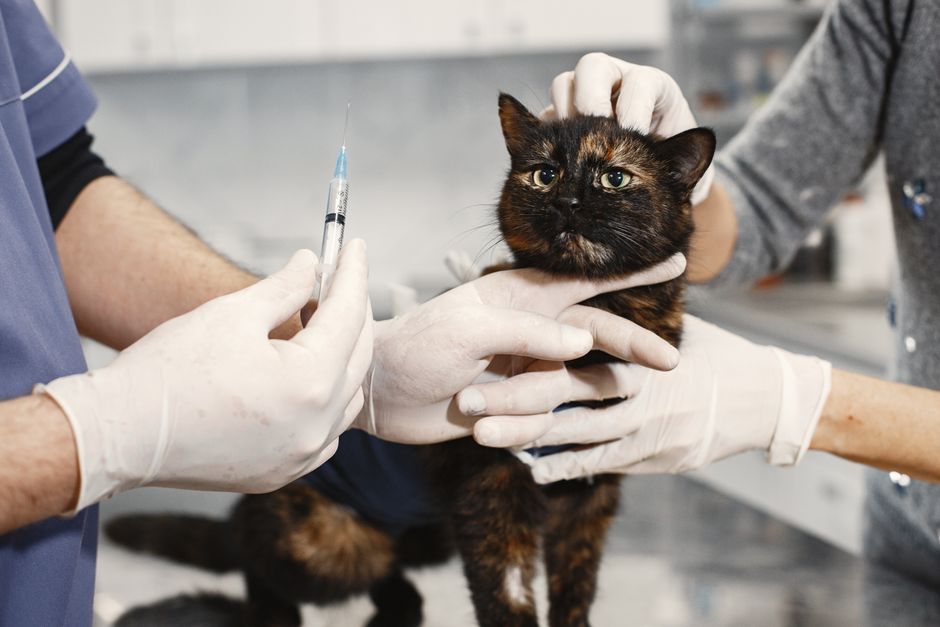 How to Protect Cats From FeLV Infection
