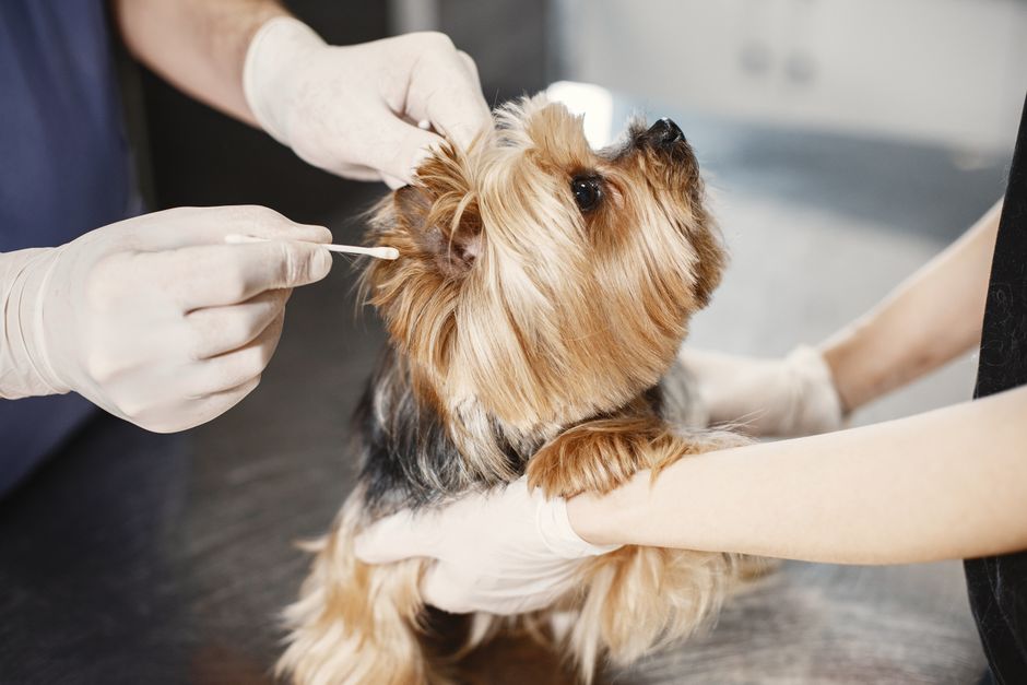 Why Every Pet Owner Needs Microchipping Now