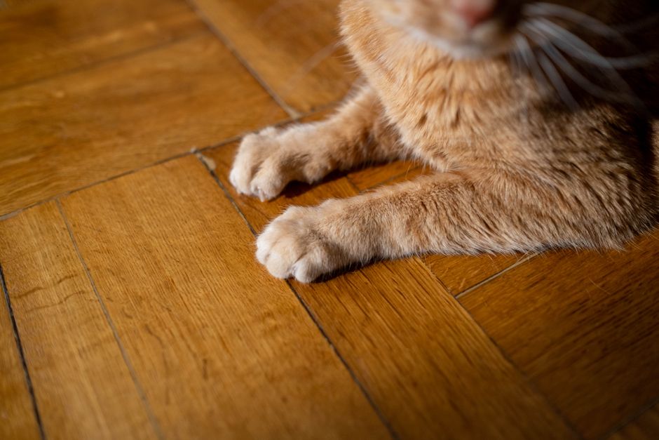 5 Signs Your Cat Is in Pain and Needs Help