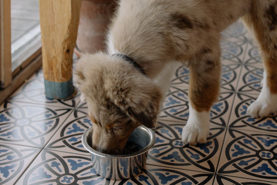 What's Really in Your Pet's Food Bowl
