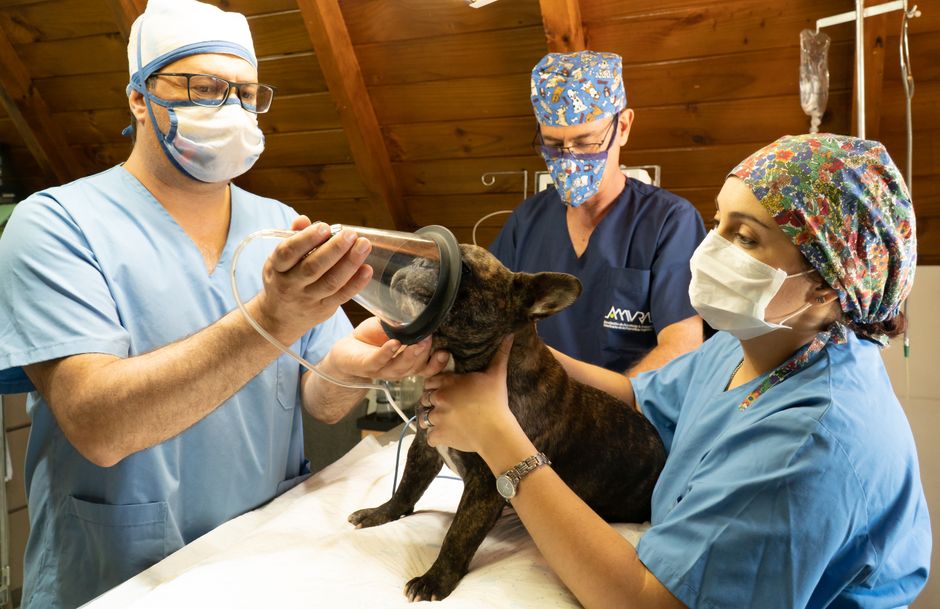 New World Screwworm: What Dog Owners Need Before Traveling to Mexico