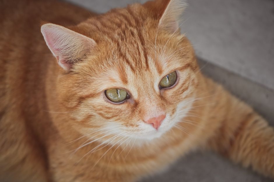 Ozempic for Cats: What the New GLP-1 Research Actually Means