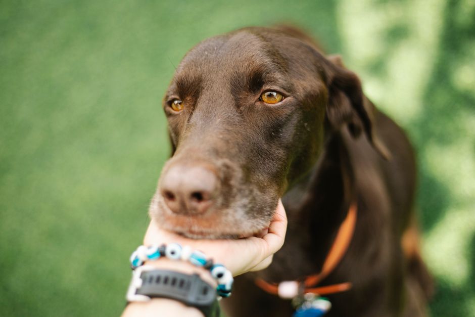 When Should You Say Goodbye? A Dog Quality Of Life Guide