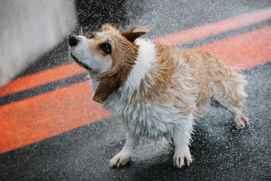 Why Is My Dog Shaking? 7 Common Causes Explained