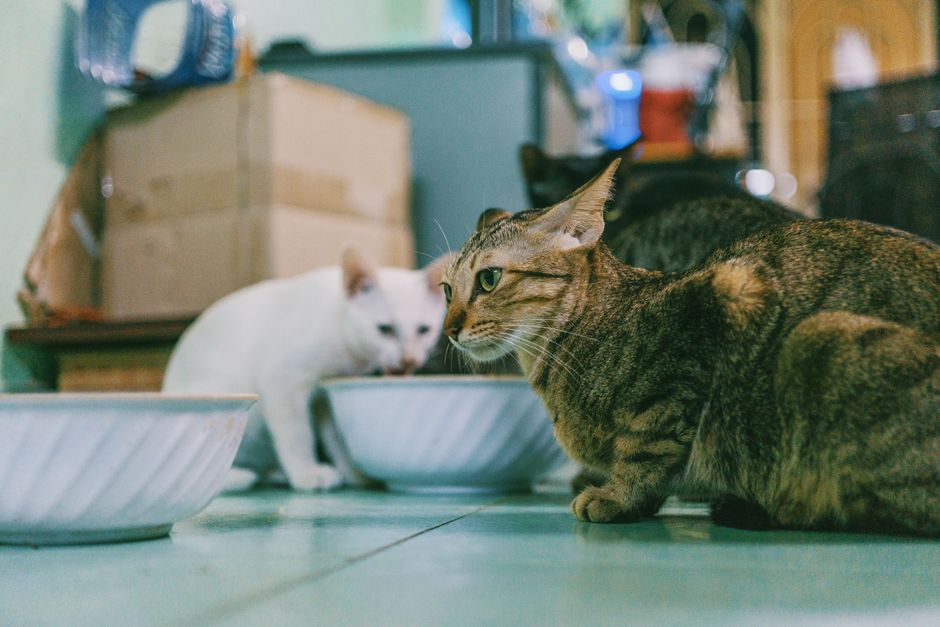Why Cats Drink 3.5 Times More Water Than Normal