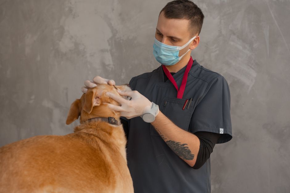 Bravecto Quantum: What Pet Owners Need to Know About the Once-Yearly Flea and Tick Shot