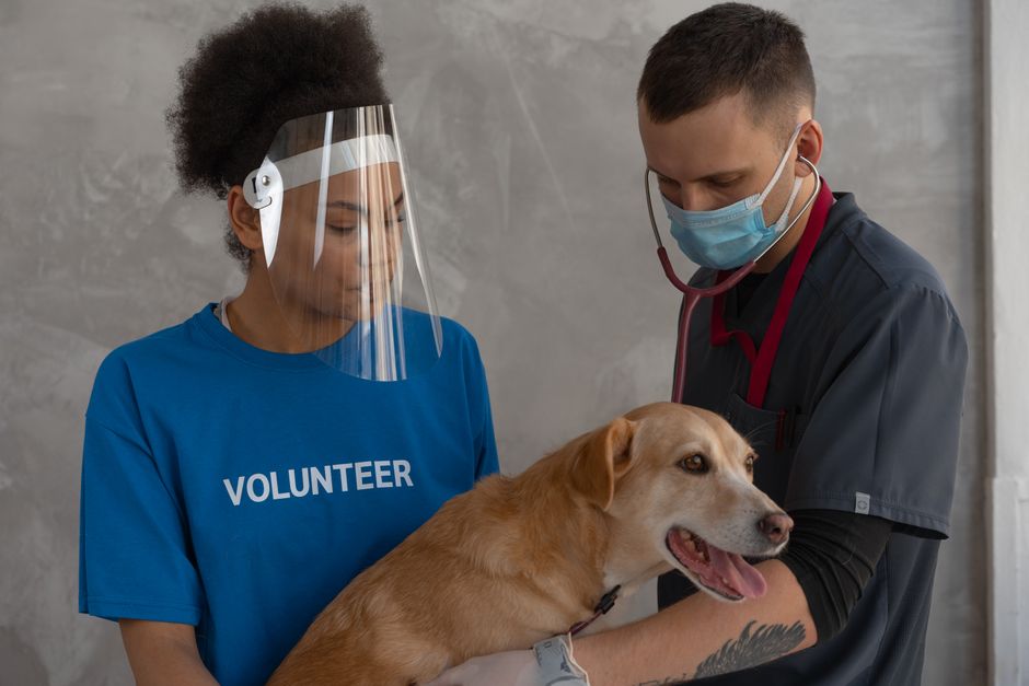 The Health Checklist Every Rescue Dog Adopter Needs