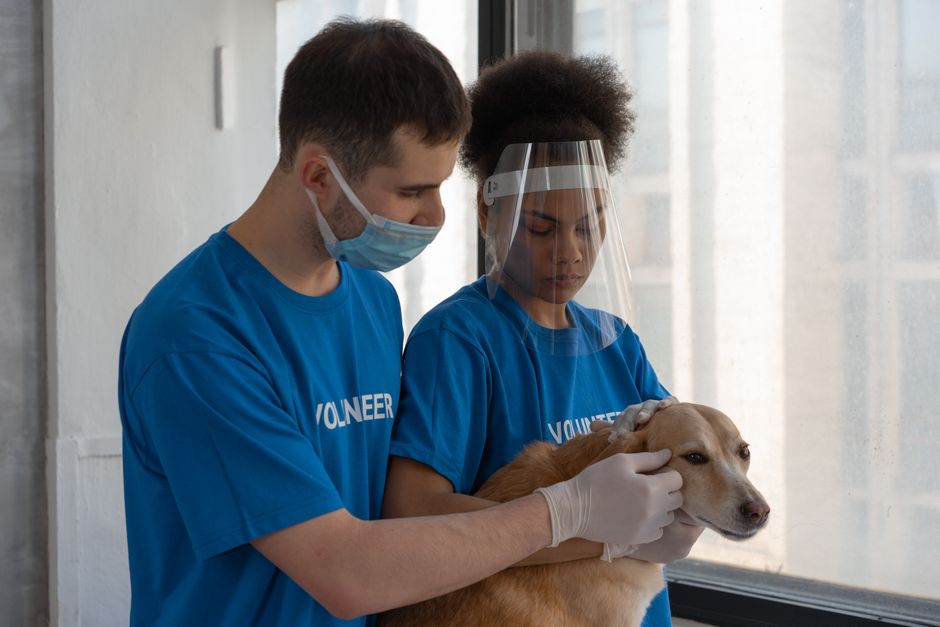 Essential Pet First Aid Steps Every Owner Needs