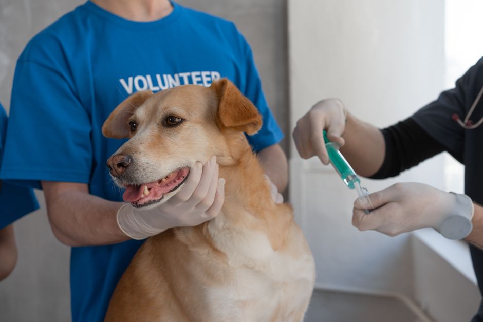 Dog Vet Checkup Costs: What To Budget