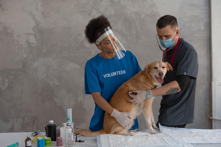 When Your Pet Needs Emergency Vet Care Now