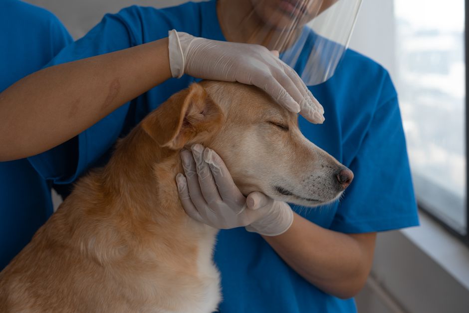 Your Dog's Vet Visit Schedule: How Often Is Enough?