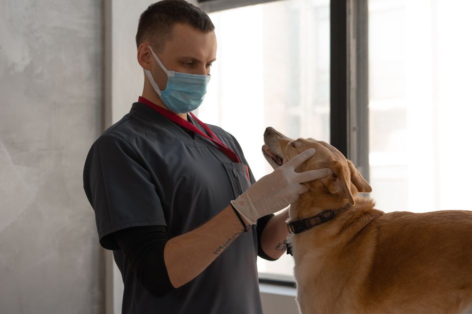Pet Pain Management: 5 Effective Options for Your Animal
