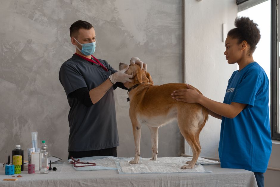 New One-Shot Vaccine Covers Lyme and Leptospirosis in Dogs