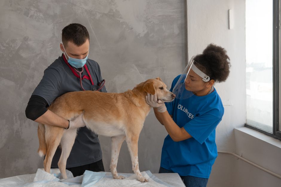 What Your Vet Checks During Your Dog's Annual Exam