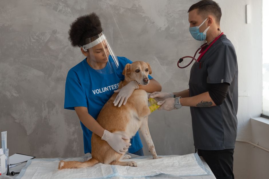 Canine Distemper: Signs, Treatment, And Prevention