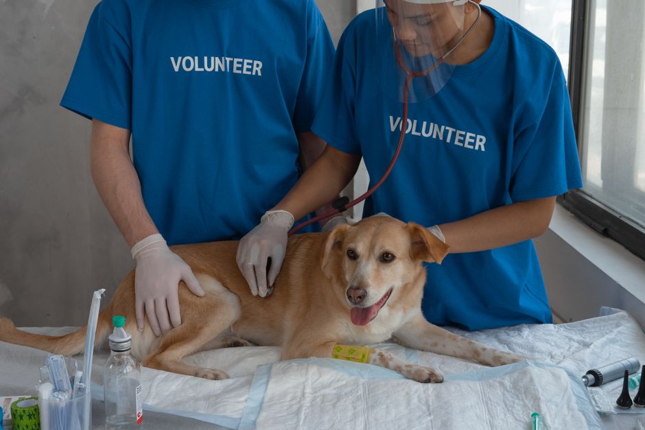 A Cheaper Generic for Dogs With Heart Disease Is Now Available