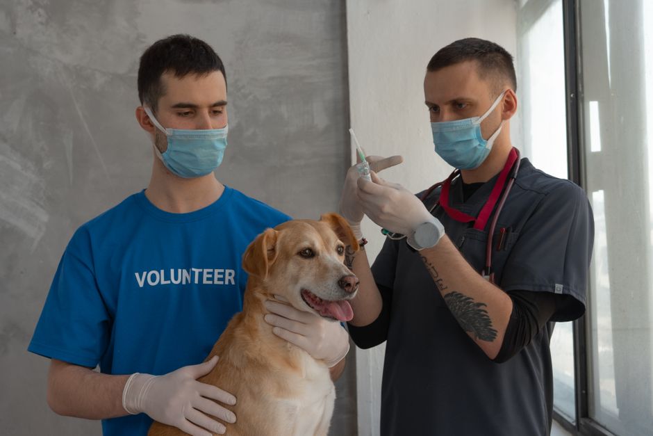 Canine Lymphoma Explained: Signs, Stages, and Treatment Options