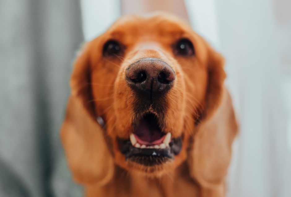 How Much Does Professional Dog Teeth Cleaning Cost?