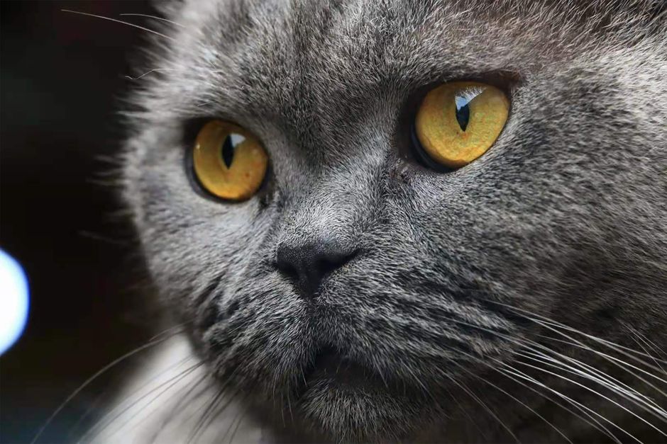 What Your Aging Cat Needs: A Senior Care Guide