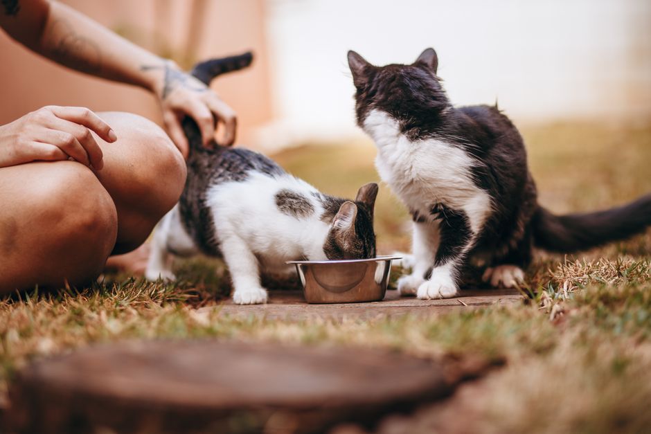 60% of Cats Stop Eating Due to These Hidden Causes