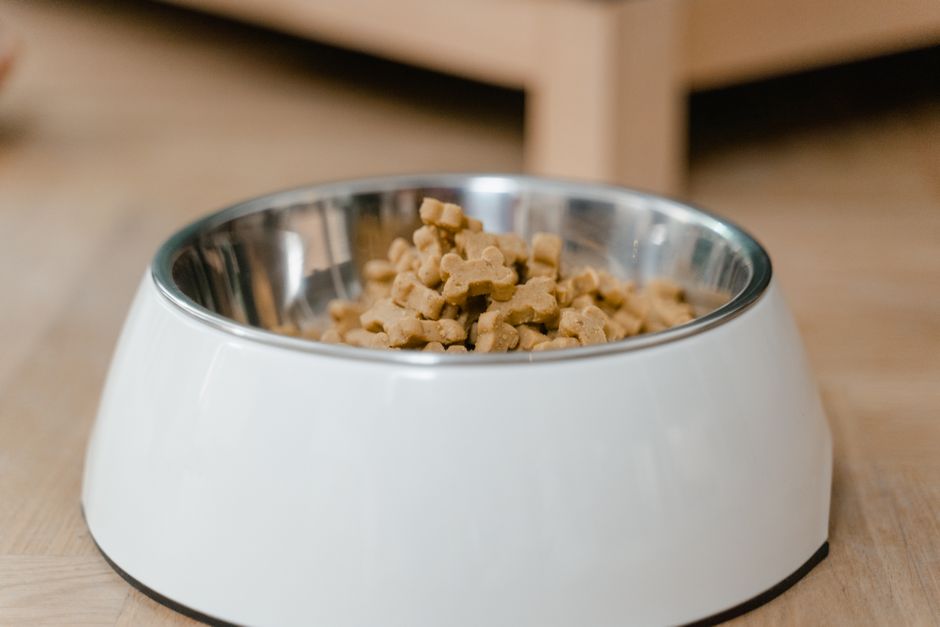 High-Protein Dog Foods That Support Healthy Weight Loss