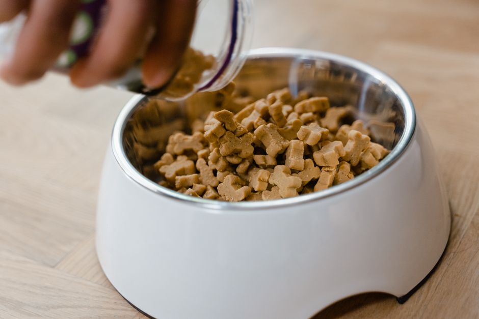 Grain Free or Grain Inclusive: What Vets Recommend