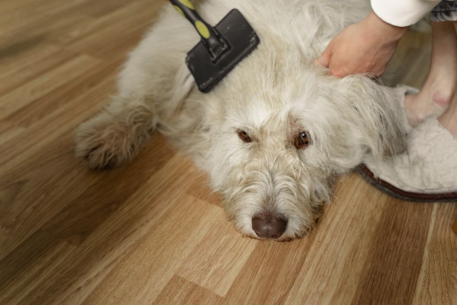 Why Regular Grooming Keeps Dogs Healthier