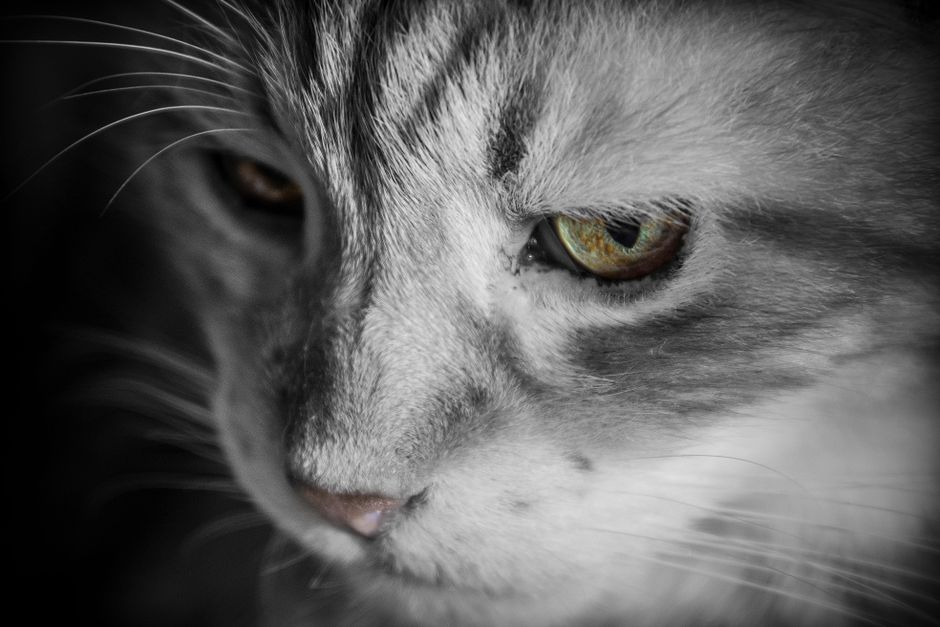 Cat Conjunctivitis Home Care: 80% Improve With These Steps