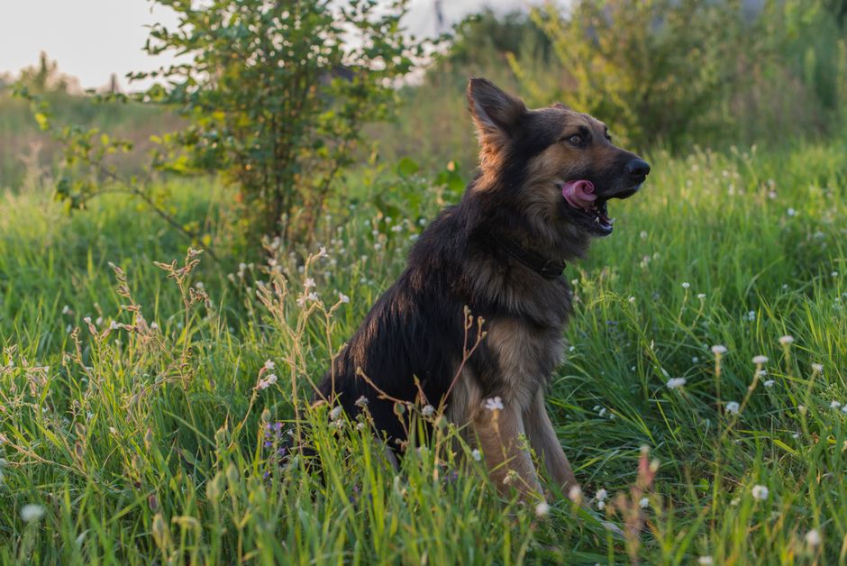 Is Your Dog Itching? Common Allergy Signs and Relief Options