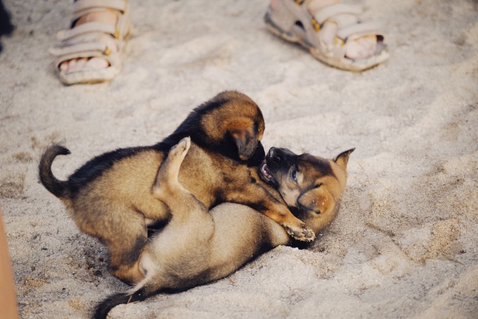 12-18 Weeks: The Critical Puppy Socialization Timeline