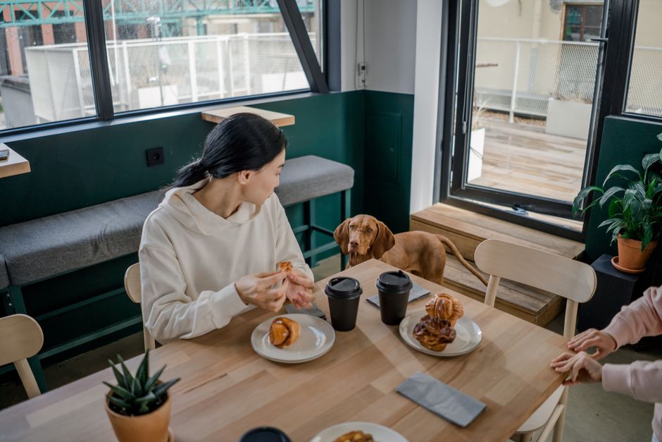 Why Your Dog Stopped Eating and How to Help