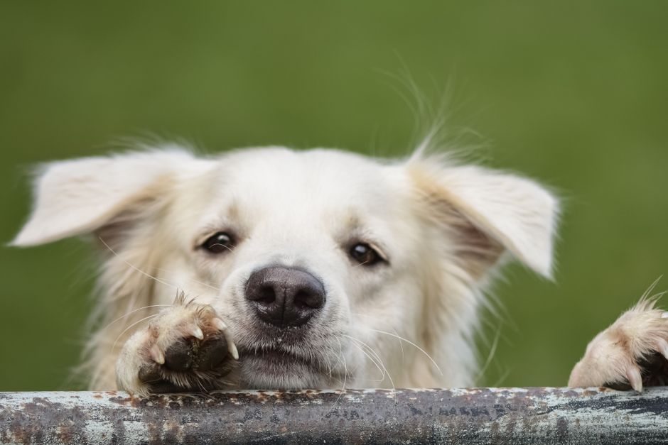 How to Safely Clean Your Dog's Ears at Home