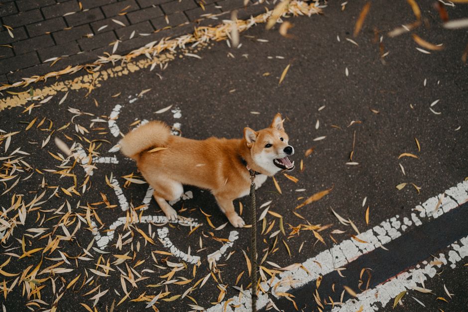 Dog Reactivity Training: Stop Leash Lunging and Barking